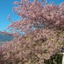 【まつだ桜まつり】標高の低い場所はやや葉っぱが目立っていました 前日の雨で散ってしまったようです