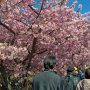【まつだ桜まつり】皆さん一様にあぐりパークを目指します まあ登りきった時にはみんな疲労困憊でしたがｗ やっぱり日頃から歩いてないとダメだなｗ