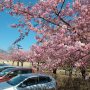 【宇都宮城址公園の河津桜】現在の開花状況は陽当たりが良い公園南側は概ね見頃で公園北側は咲き始めといった感じです 園内全域が満開になるのは来週半ばくらいかなー