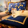 Namens @meneertje_the_king_ maar ook namens oma Mien(swipe naar links) wil ik @palais hartelijk bedanken voor de prachtige duurzaam geproduceerde kussens die jullie hebben opgestuurd. Zoals jullie kunnen zien, worden ze erg gewaardeerd onder de koninklijke viervoeters van ons imperium. #Palais staat voor sustainable luxery, ze werken uitsluitend met materialen die voldoen aan strenge duurzame en ethische eisen. Wil je meer over ze weten, check hun insta. Hebben jullie nog tips voor mij van duurzame interieur merken... let me know, vind ik leuk!  #interieur #kussens #pillow #catsofinstagram #king #queen #sustainablebrand