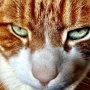 Enjoy the day! Love my cat! 22 years Old! #true #yess #loveit #duss #watnee