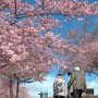 【いせさき市民のもり公園】北関東の河津桜も今年は暖冬の影響で開花が早まっているようです 地元の方によると今年は2週間くらい早く見頃になったとの事