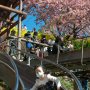 【まつだ桜まつり】こっちの角度の急な方はスピード感すごいｗ 