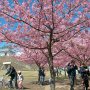 【宇都宮城址公園の河津桜 その弐】櫓を入れて城跡らしい構図にしてみますた