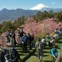 【まつだ桜まつり】あぐりパーク嵯峨山苑の一番高い場所には『富士見の丘』と呼ばれる展望台兼休憩所が整備されています 眺望最高でーす！