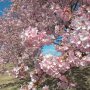 【いせさき市民のもり公園】園内には130本ほどの河津桜が植えられています 正直、こんなに咲いてるとは思わなかったよｗ