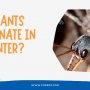 Ants Hibernate – How Do Ants Prepare For Winter