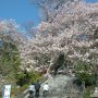 【慈光寺 赤門の桜】近年は樹勢の衰えから花をつけなくなっている赤門の桜ですが今年はなかなか綺麗に咲いてくれました♪