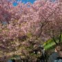 【まつだ桜まつり】歩道を覆うように植えられた河津桜が本当に見事