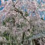 【太平山・太山寺の桜】桜の傘の下に入ってみる～