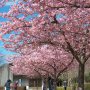 【宇都宮城址公園の河津桜】こちらの城址公園には9台分しか駐車場がありませんが隣接している市役所の無料駐車場が利用できます お車でお越しの際はそちらに車を停めるのがオススメです