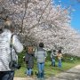 【権現堂公園の桜2020】おっ、D300使いのお仲間を発見