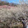 【筑波山梅林2020】東屋の更に奥には筑波山のピークの一つ女体山の稜線が見えます ここからあそこまで歩く人もいるんだとかｗ 俺には無理ｗｗｗ