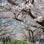 【千歳袋川堤の桜】ここには150本ほどのソメイヨシノが約1キロに渡って植えられています