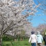 【権現堂公園の桜2020】青空の下、みんな並んでお散歩タイム♪