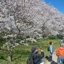 【権現堂公園の桜2020】今年は桜まつりが中止となり酒盛りも自粛とあって足早に桜を見て回る人が多かった印象
