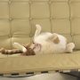 Ollie. Ootfurrit. #Cats
