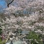 【慈光寺 赤門の桜】霊園が階段を登った先にあるのでお彼岸のお墓参りに訪れる方も多かったです