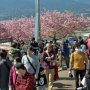 【まつだ桜まつり】途切れる事無くピストン輸送でやってくるお客さん お昼ごろにはとんでもない人出になってますたｗ