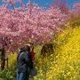 【まつだ桜まつり】山の上とは思えない一足早い春ｗ まだ2月ですがｗｗｗ