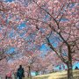 【いせさき市民のもり公園】丘一面も覆う桜の傘～ 割と密集して植えられているのでボリューム感もなかなか