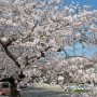 【千歳袋川堤の桜】場所は足利市の桜小学校近くの旧袋川沿いです 昨年も来たけど場所がわからず撤退した場所だったりしますｗ 今年は下調べして無事現着出来ましたｗ
