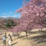 【いせさき市民のもり公園】今回は河津桜を求めて群馬遠征 伊勢崎市の「いせさき市民のもり公園」に行ってｷﾀ━━ヽ(ﾟ∀ﾟ )ﾉ━━!!
