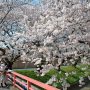 【千歳袋川堤の桜】今回は足利市の隠れたお花見スポット「千歳袋川堤の桜」を見に行ってｷﾀ━━ヽ(ﾟ∀ﾟ )ﾉ━━!!