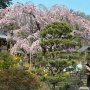 【太平山・太山寺の桜】近年は目に見えて樹勢が衰え以前の見事な咲きっぷりを見る事も少なくなってしまいましたが今年はたくさん花をつけました