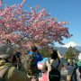【まつだ桜まつり】雲ひとつ無い青空に冠雪した富士山がくっきりと浮かび上がれば桜を合わせて撮りたいと思うのが人情 みんな考える事は一緒らしいなｗ