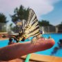 Poolside 🦋