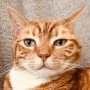 My cat has a new profile picture